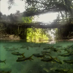 A fish-eye view of the Double Decker Living Root Bridge in Nongriat, Meghalaya. We don't just look at these wonders, we trek to them, swim under them, and learn the stories of the Khasi people who created them.