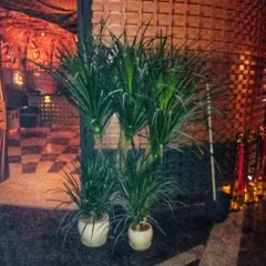 Dracaena plants arranged at the entrance of a building, creating a dramatic and welcoming effect at night. We provide expert plant installations for large residential and commercial properties.