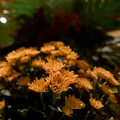 The warm, earthy tones of orange chrysanthemums provide a soft contrast to the dramatic green leaves. Every element is chosen for its color, texture, and ability to contribute to the overall story of seasonality and sophistication.