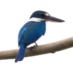A high-key portrait of a Collared Kingfisher in Pasir Ris Park. The bright sky behind the bird helped create this minimalist composition, highlighting its brilliant blue plumage and sharp profile.
