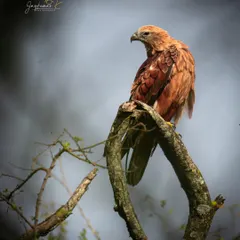 A majestic Brahminy Kite perched on a high branch, surveying its territory. The lighting highlights the rich, reddish-brown plumage and the bird's regal posture.