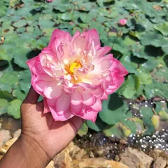 A hand gently holds a blooming pink lotus. This symbolizes our hands-on, nurturing approach to healing, which is as natural and beautiful as the flower itself.