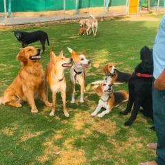 Just look at this happy crew. We love seeing dogs of all breeds and sizes, from playful Golden Retrievers to curious Indies and Beagles, becoming one big family during their stay.