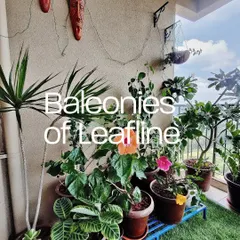A vibrant balcony garden featuring a mix of flowering plants like hibiscus and lush foliage. I used artificial turf and a plant stand to add layers and textures, complemented by ethnic wall art to personalize the space.