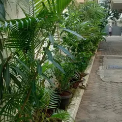 A simple and elegant solution for an apartment complex entryway. We planted a row of lush green foliage plants to create a natural, welcoming boundary.