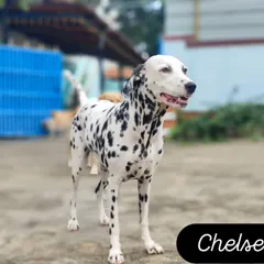 Chelsea the Dalmatian, a true showstopper. She's elegant and full of energy.
