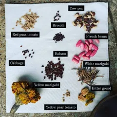 A collection of seeds I've saved from my own garden, ready for the next season. Learning to save seeds from tomatoes, marigolds, beans, and more is a key step towards a sustainable gardening practice.
