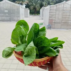 A handful of freshly harvested Bok Choy, with our polyhouse in the background. It takes about 50-60 days to get a harvest this beautiful.