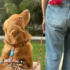 Here we are showing off our new, colorful harness and leash set. The right gear is not only functional and safe but can also be a fun way to express your style.