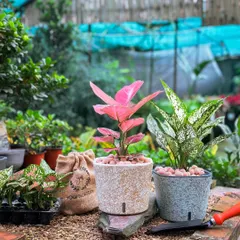 A closer look at two of my most popular self-watering planters. A pink-leafed plant in a textured beige pot sits next to a white-dusted Aglaonema in a blue-grey pot, showing their aesthetic versatility.