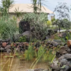 A closer look at the water body we designed for the resort at Tipeshwar Wildlife Sanctuary. The landscaping is inspired by the wild, using rocks and native grasses to blend seamlessly with the surroundings.