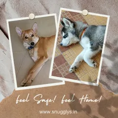 An Indie dog and a Husky puppy resting side-by-side indoors, showcasing a calm and safe environment for pets.
