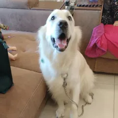 A happy smile from a beautiful Golden Retriever after a full grooming session. I ensure even large dogs feel relaxed and look their best.