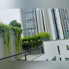 A living wall of cascading vines softens a concrete retaining wall on a rooftop. This vertical greening technique is an effective way to introduce nature and texture to hard architectural surfaces.