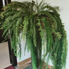 A giant fern with cascading fronds. Ferns are perfect for adding a touch of lush, tropical greenery to shaded porches or indoor spaces.