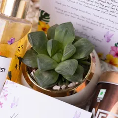 A close-up of a live succulent in a gold-trimmed ceramic pot, a popular addition to my hampers that brings a touch of nature and serenity.