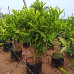 A larger, more mature lemon tree, well-established and ready to produce fruit soon after planting.