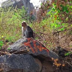 Another curious local at Nijagal Betta. We respect their habitat and enjoy observing them from a distance.