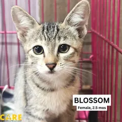 This is Blossom, a sweet 2.5-month-old female kitten. She has a gentle soul and loves a good cuddle. She's looking for a calm and loving home where she can feel safe and cherished.