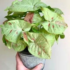 This is a Syngonium 'Confetti', a beautiful arrowhead plant with light green leaves speckled with pink. It's an easy-care plant that adds a soft touch of color.