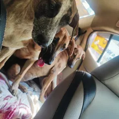 Look at this indie battalion on their way to their forever homes. It's a full house, but my spacious car ensures everyone has a comfortable spot for the journey.