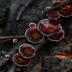 The beautiful, intricate patterns of bracket fungi growing on a wet log. Their curious convolutions and rich, deep red colors make them a fantastic subject for macro photography.