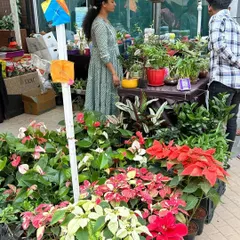 My stall is always a splash of color at any event. Here you can see a wide array of poinsettias and anthuriums, which are always a big hit with visitors.
