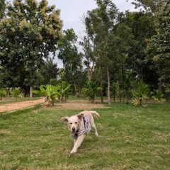 This is Buddy, a retriever we rescued, experiencing pure freedom. After coming to us malnourished and sick, seeing him run like this reminds us why we never give up. He is now healthy and looking for his forever family.
