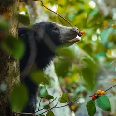 The sloth bear reaches for a cluster of figs, its long snout perfectly adapted for foraging. The soft green background highlights this unique treetop behavior.