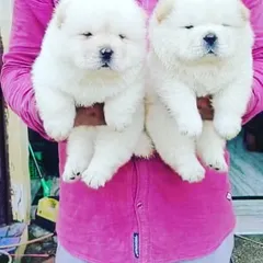 Two snow-white Chow Chow male puppies looking like little polar bears. Their pure white, thick coats are a sign of their premium quality and breeding.
