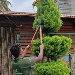 Here you can see one of our skilled team members carefully shaping a topiary bush. This kind of detailed pruning and plant shaping requires a steady hand and an eye for design, and it is a service we are very proud to offer.