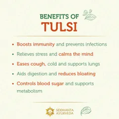 Tulsi, or Holy Basil, is a sacred herb with incredible healing properties. I recommend it to boost immunity, relieve stress, and support metabolism, as outlined in this list of its benefits.