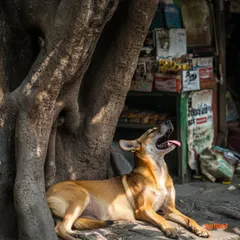Another angle of Bhola enjoying a peaceful nap under the shade of a banyan tree. These quiet moments of friendship are what make our communities special.