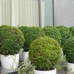 Watering the newly placed topiary balls. This simple act is crucial for helping them establish in their new environment.