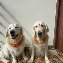A dream come true. We finally celebrated Kukur Tihar, the festival of dogs, in Nepal. It was a beautiful experience to formally honor my dogs in a country that worships them.
