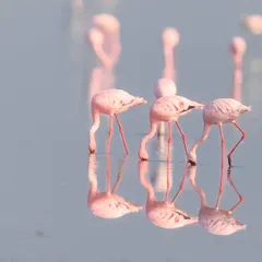 Three Lesser Flamingos feeding in unison, their graceful necks creating perfect mirror images in the water.