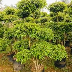 A collection of multi-stemmed Ficus topiaries, each shaped with multiple "pom-pom" layers of foliage for a highly stylized look.