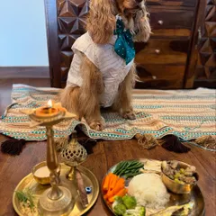Posto looking dapper in his shirt and bow tie, sitting patiently beside his special meal.