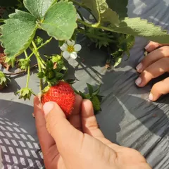 A hands-on lesson in where our food comes from. During a farm visit, our littles got to see and touch strawberry plants, learning to identify ripe red berries, unripe green ones, and delicate white flowers.