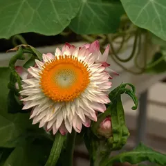 A beautiful paper flower, one of the many edible flowers we grow using hydroponics. We also cultivate marigold, pansy, and nasturtium for garnishes and culinary creations.