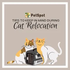 Traveling with a cat? This graphic provides essential tips for a smooth cat relocation, from using a secure carrier to managing food intake.