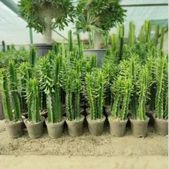 A large batch of Euphorbia Trigona, also known as the African Milk Tree. These are fast-growing succulents that look like cacti.