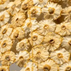 A closer look reveals the unexpected truth of the material. Each of these floral-like textures is a single, discarded cigarette butt, cleaned and stitched by hand. This transformation from waste to wonder is at the heart of my practice.