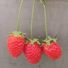 A perfect trio of ripe strawberries, ready to be picked. Growing your own means you can enjoy them at their absolute peak.