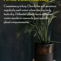 Avoid underwatering by checking the soil regularly. Consistency is key, and I always advise feeling the top inch of soil to see if it's dry before adding more water.