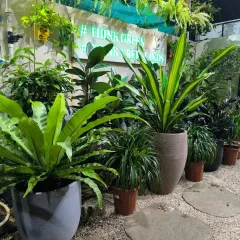 A corner of our garden centre featuring a variety of indoor foliage plants in stylish pots. The display showcases how different textures and shades of green can be layered to create a beautiful arrangement.