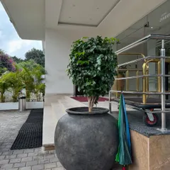 A revisit to the Hotel Grand Serene in Mysore, where a large Ficus tree in a statement pot greets guests at the entrance. It's a joy to see our vision thriving, with the plants growing into lush, mature specimens.