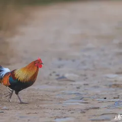 A Red Junglefowl confidently crosses a forest path. It's easy to see the resemblance to a domestic rooster, but its colors are far more intense.