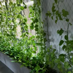 A green wall created using climbing plants on a support net. This is a cost-effective and lightweight solution for adding a dense layer of greenery to interior or covered spaces, perfect for creating a natural screen or feature wall.