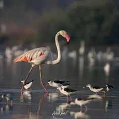 A Greater Flamingo, the 'Bigboss', confidently strides through the water, surrounded by smaller Black-winged Stilts. This shot highlights the scale and diversity of birdlife in our local wetlands.